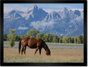 Poszterek keretben 40x30 Ló a prérin