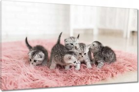 Vászonkép 120x70 Cica Cicák
