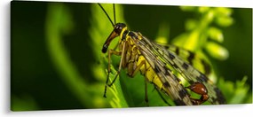 Rovar képe (120x50 cm)