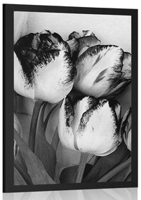 Poszter tavaszi tulipánok fekete fehérben