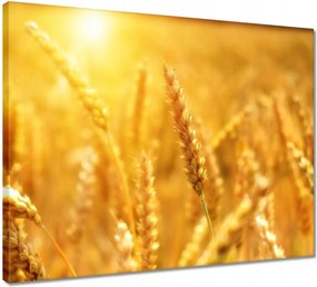 Vászonkép 50x40 Gabona érik a napfényben