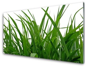 Akrilkép Grass Nature Plant 100x50 cm 2 fogas