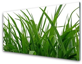 Akrilkép Grass Nature Plant 100x50 cm