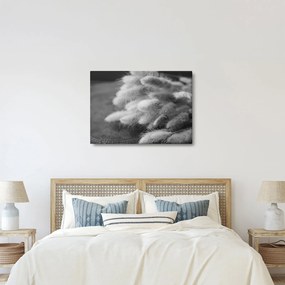 Kép - nyúlfarknyi fű az asztalon (70x50 cm)