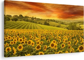 Kép - Napraforgó mező (90x60 cm)
