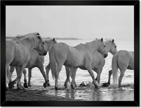 Poszterek keretben 40x30 Lovak