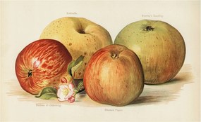 Flizelin tapéta Divatos 3D fali ragasztó Alma virágok 416x254 ragasztó