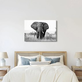Kép - Afrikai elefánt II. (90x60 cm)