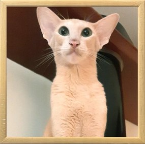 Fotókeret 15X15 Cm-es Képekhez, Fa, Szett, Természetes Fa Szín