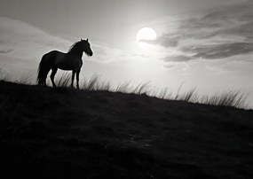 Poszter 84x59,5cm Holdőrség