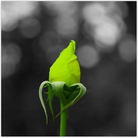 Poszterek 100x100 Lime rózsa