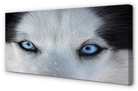 Canvas képek farkas szemet 125x50 cm