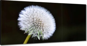 Vászonkép 180x90 Pitypang Virág Virágok