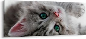 Kép - Macska zöld szemekkel (120x50 cm)