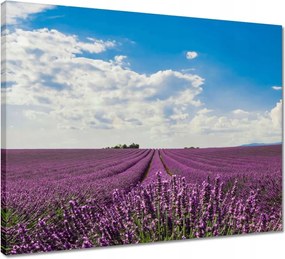 Vászonkép 50x40 Levendulamező Levendula