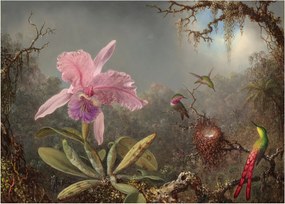 Üveg kép - Martin Johnson Heade, Cattleya Orchid and Three Hummingbirds, reprodukciók (70x50 cm)