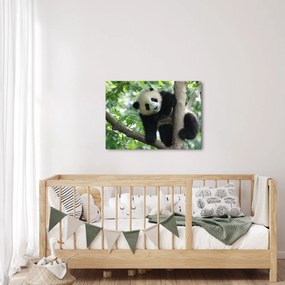 Kép - Panda a fán (70x50 cm)