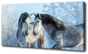Vászonkép Szürke ló télen oc-116887257