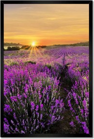 Poszter keretben 40x60 Levendula naplemente