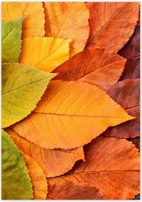 Poszterek 70x100 Őszi színes levelek Levelek az ősz színeiben