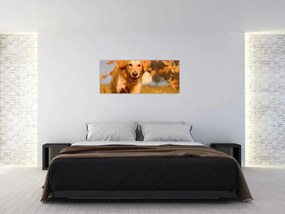 Kép - Golden Retriever (120x50 cm)