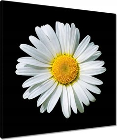 Vászonkép 60x60 Virágzó fehér margaréta