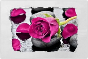 Poszterek 60x40 Rózsaszín rózsa köveken