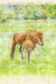 Poszter 61x90,5cm Ló és csikó 2, Assaf Frank