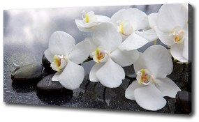 Vászonkép nyomtatás Orchidea oc-144310520