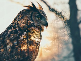 Poszter 20x15cm Bagoly szellem