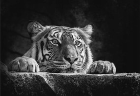 Fali fotótapéta Flizelin az étkezőbe Ragadozó tekintet 152x104