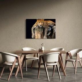 Kép - Gepárd (90x60 cm)