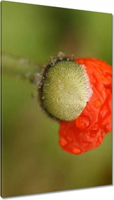 Vászonkép 80x120 Mak Mak és Virágok