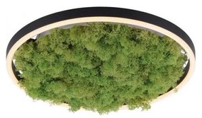 JUST LIGHT. 15391-66 - LED Dimmelhető mennyezeti lámpa ZÖLD RITU LED/20W/230V