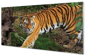Akrilkép tiger woods 125x50 cm