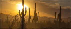 Kép - Saguaro kaktuszok (120x50 cm)