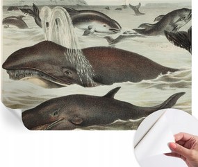 Modern öntapadós fotótapéta Mosható Tengeri lények 152x104 cm