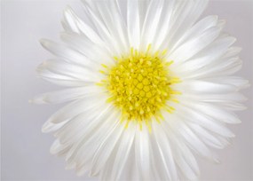 Kép - Margarita (üvegen) (70x50 cm)