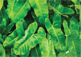 Fotótapéta Trópusi dzsungel frissesség egzotikus levelek 520x318 +ragasztó