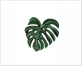 Poszterek 50x40 Monstera deliciosa Levél
