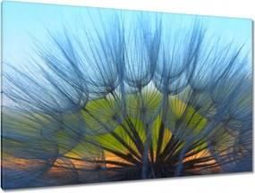 Vászonkép 120x80 Pitypang Virág Virágok