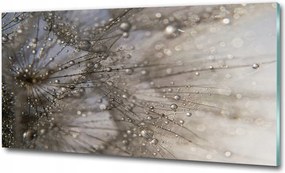 Fotó üvegkép Pitypang magok 125x50