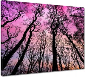 Vászonkép 50x40 Erdő Fák Kilátás alulról