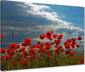 Vászonkép 80x60 Pipacs Virágok