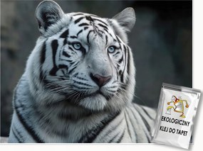 FotĂłtapĂ©ta Tigris FehĂ©r Ăllatok TermĂ©szet Fali HĂĄlĂłszoba Nappali 150x105