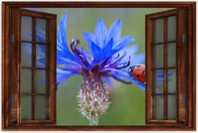 Poszterek 90x60 Haber katicabogárral