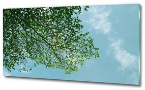 Üvegfotó A levelek az égen osh-116183782