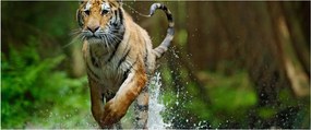 Futó tigris képe (120x50 cm)