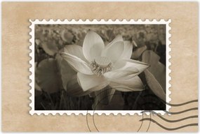 Poszterek 90x60 Lótusz Lótuszvirág