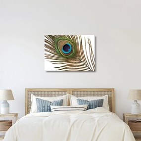 Pávatoll képe (70x50 cm)